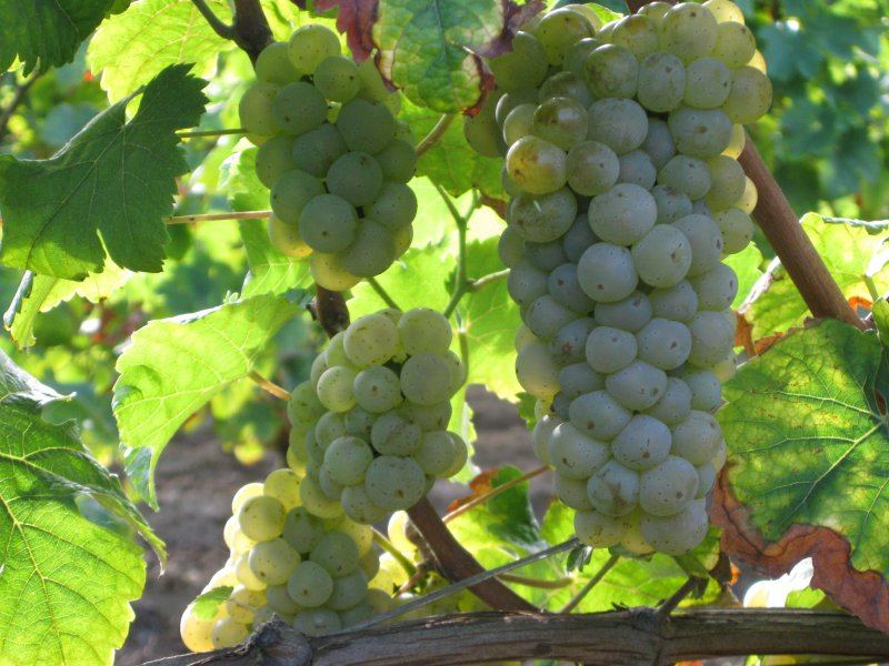 Trossen witte druiven