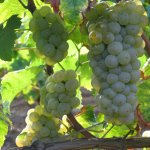Wijnbouw en wijnproductie