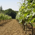 Wijnbouw en wijnproductie